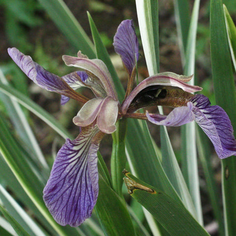 I.Foetidissima Variegata